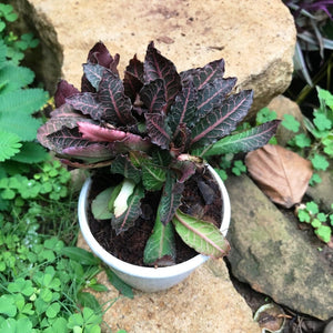 Euphorbia francoisii "Brown Knight"