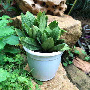 Euphorbia francoisii "Fitto"