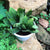 Euphorbia francoisii "Fitto"