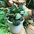 Euphorbia francoisii "Green Chutney"