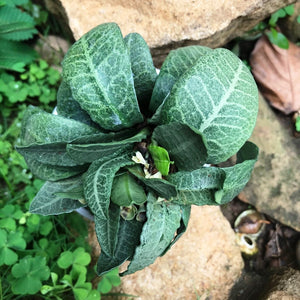 Euphorbia francoisii "Green Chutney"