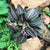 Euphorbia francoisii "Persian Carpet"