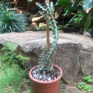 Euphorbia Knuthii