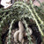 Euphorbia Knuthii