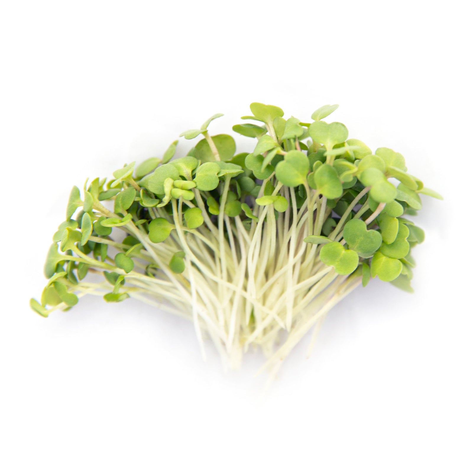 Rocket Microgreens