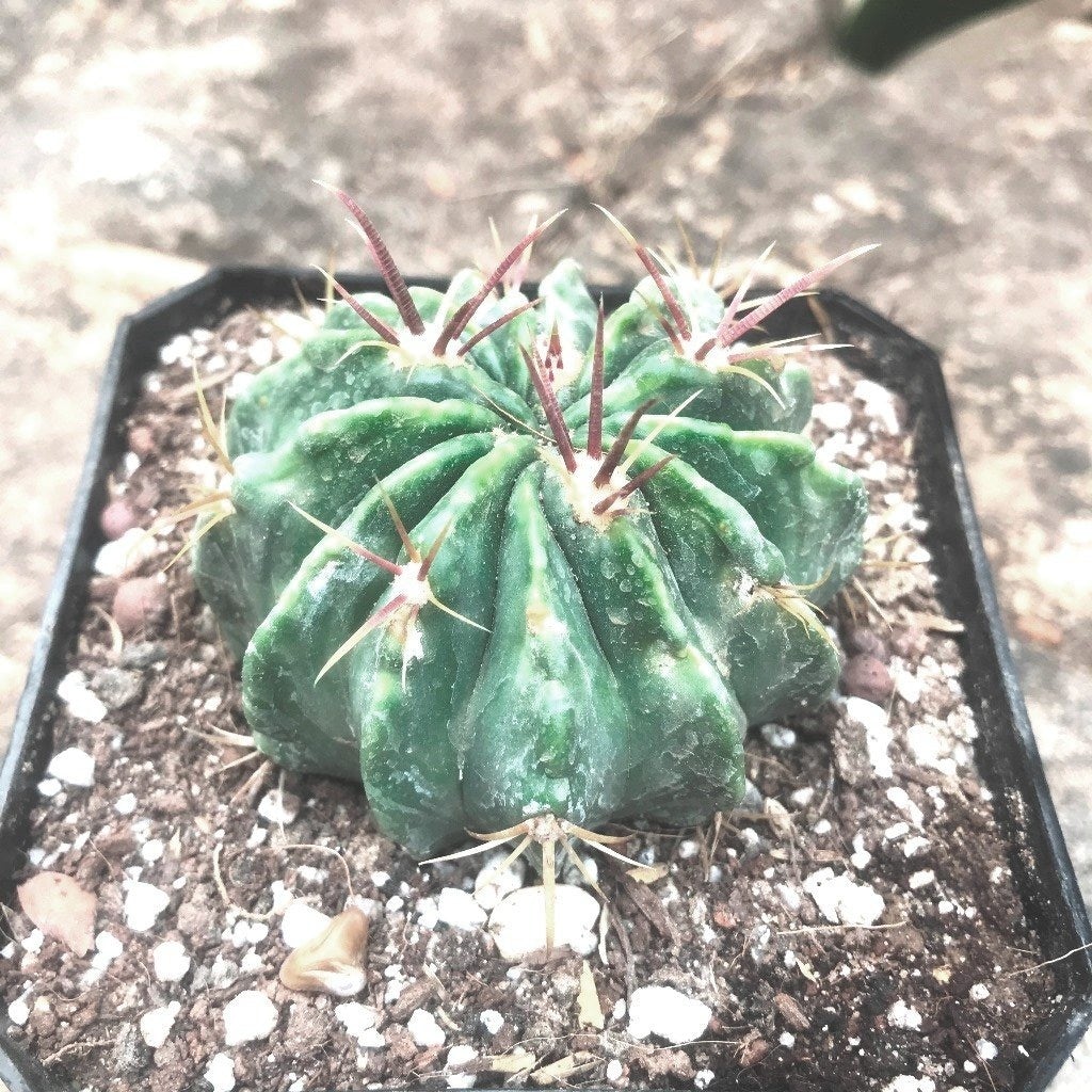 Ferocactus Macrodiscus