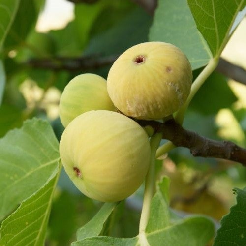 Fig 'Deanna' (Tissue Culture)- Anjeer