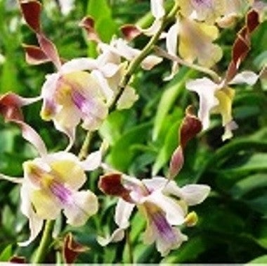 Firehorn x Den.Mem Loo Sing Chew Plants myBageecha - myBageecha