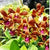 Fullmoon x Den.helix -Lasienthera Plants myBageecha - myBageecha