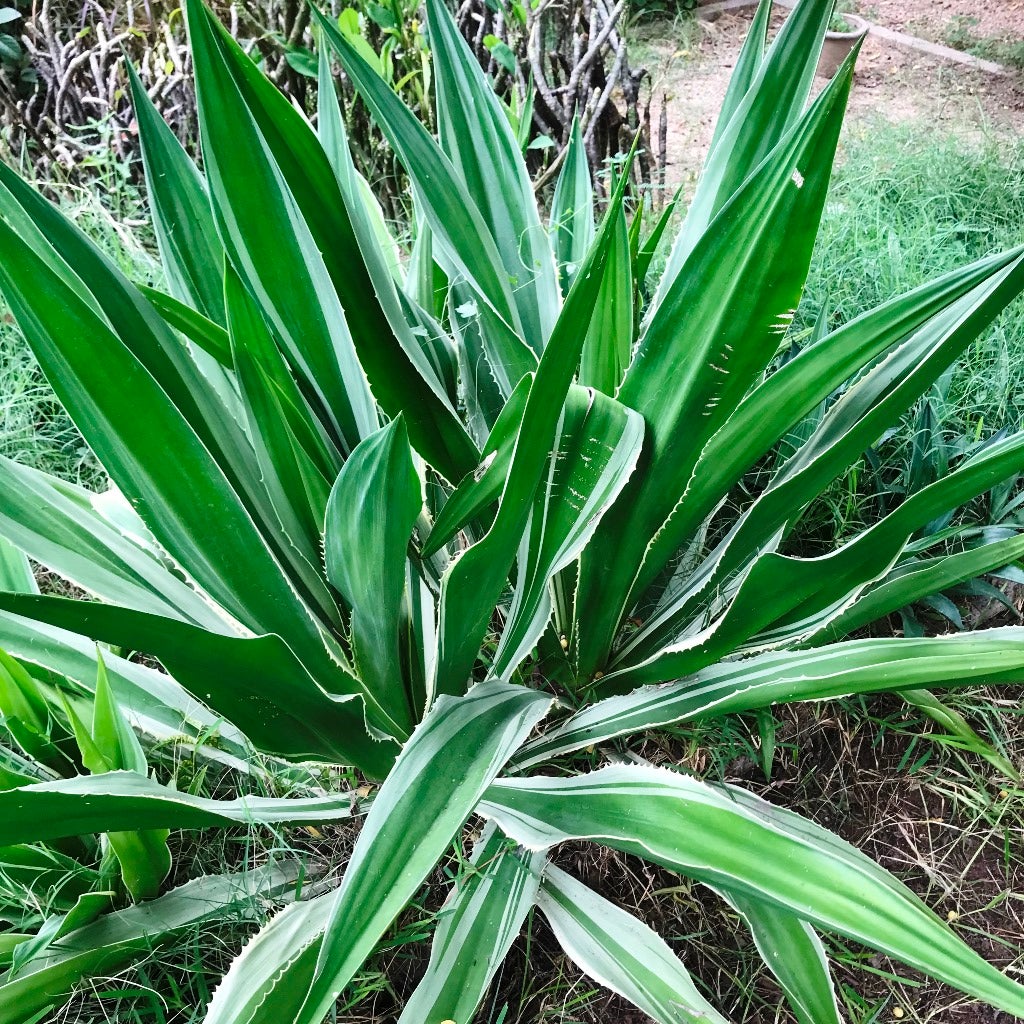 Furcraea gigantea 'Striata'