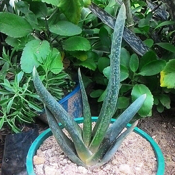 Gasteria Pulchra