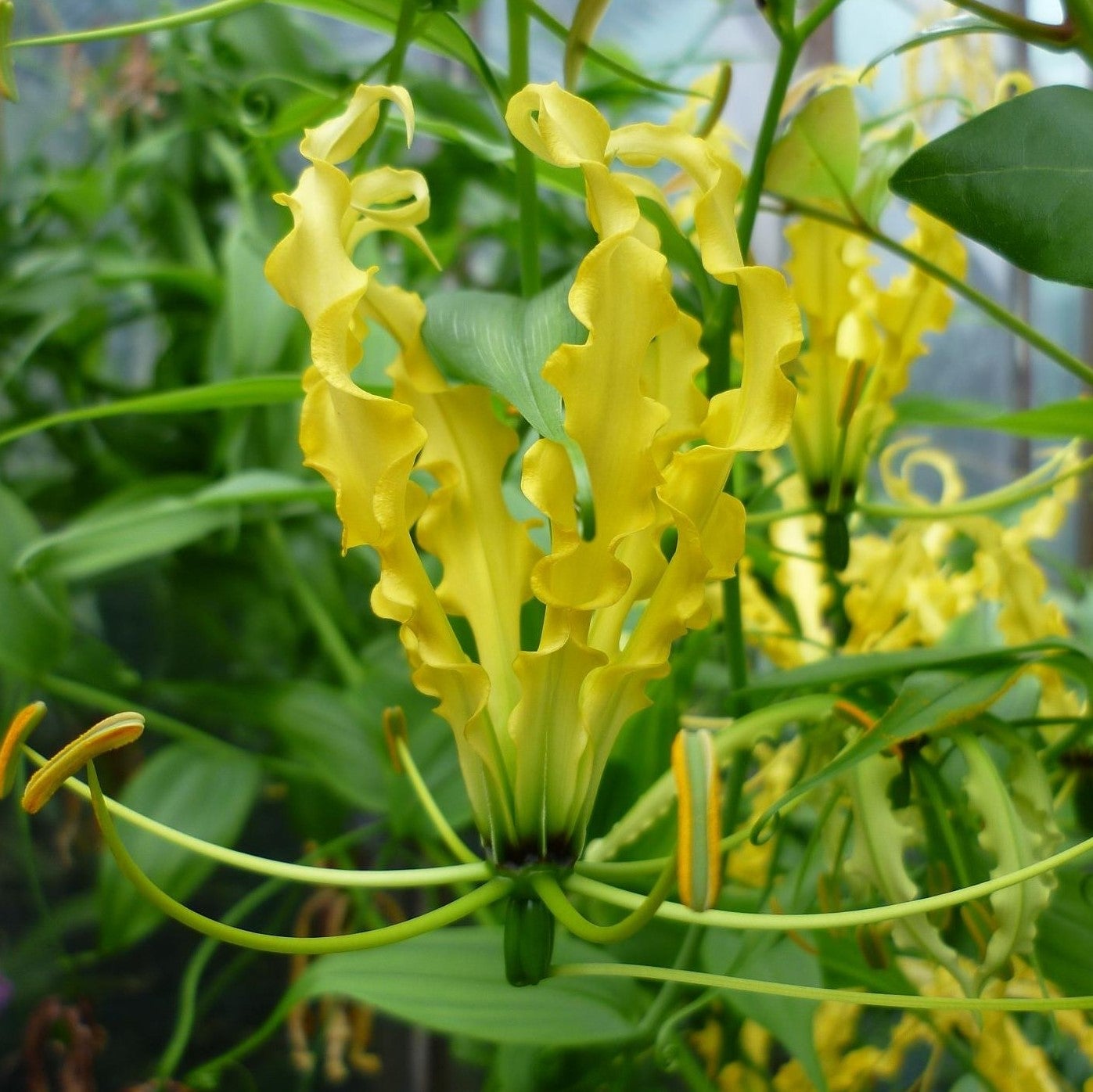 Gloriosa superba 'Lutea' (Bulbs)