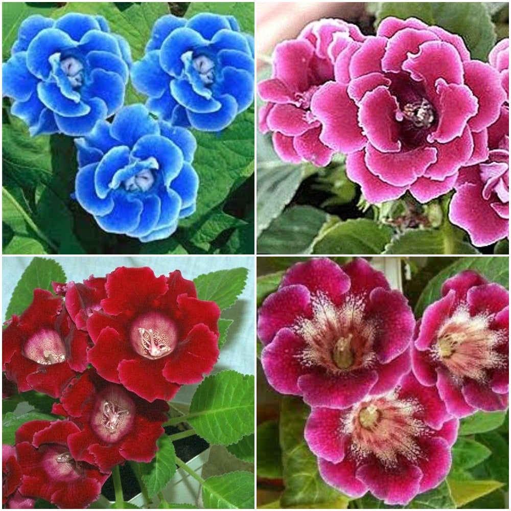 Gloxinia Multiflora (Mix bulbs)