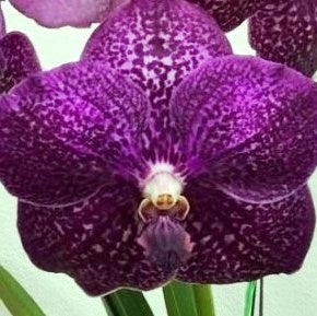 Gordon Dillon Fuch Delight