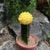 Grafted Yellow Moon Cactus