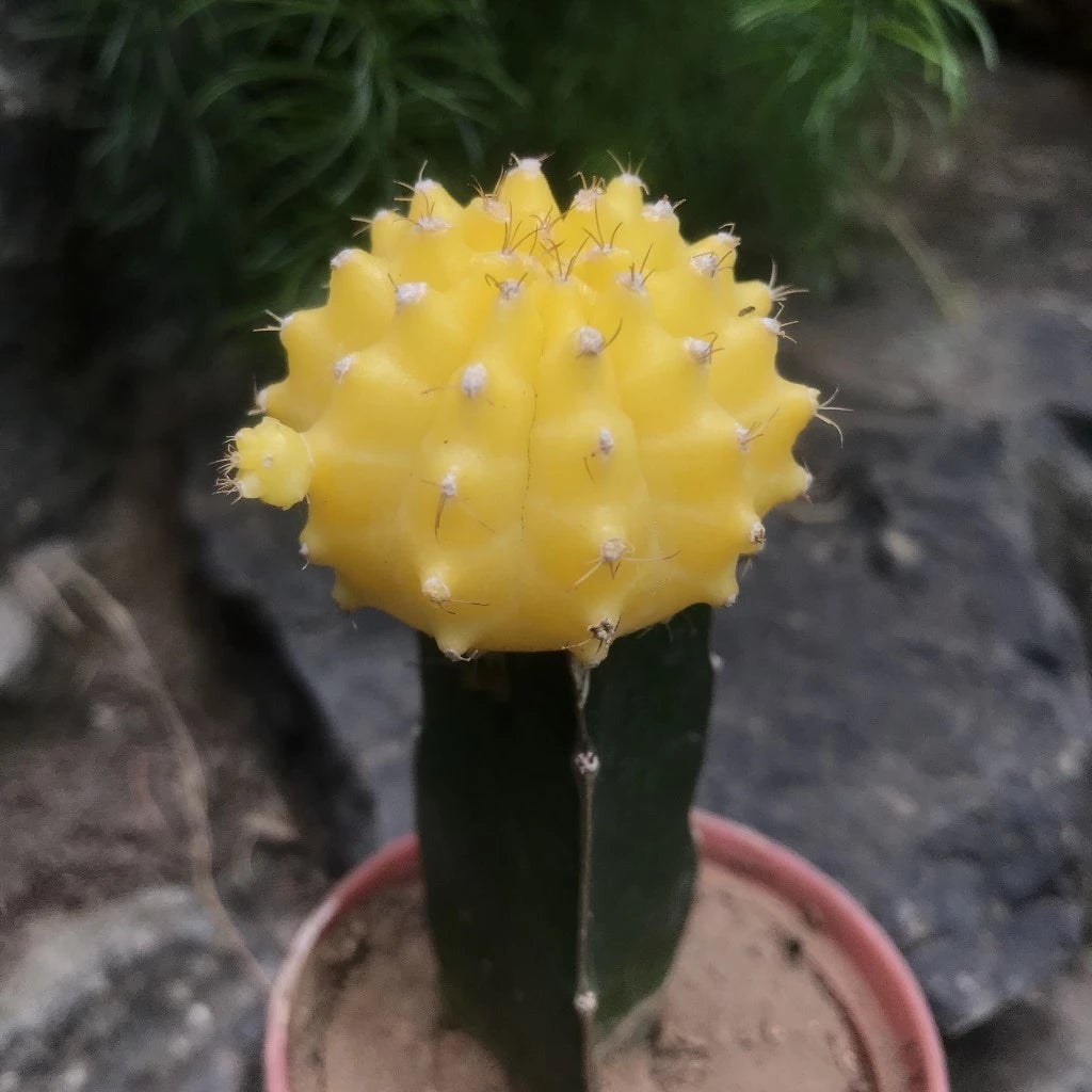 Grafted Yellow Moon Cactus