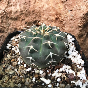 Gymnocalycium bruchii x hybrid