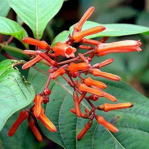 Hamelia - Hummingbird bush