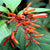 Hamelia - Hummingbird bush