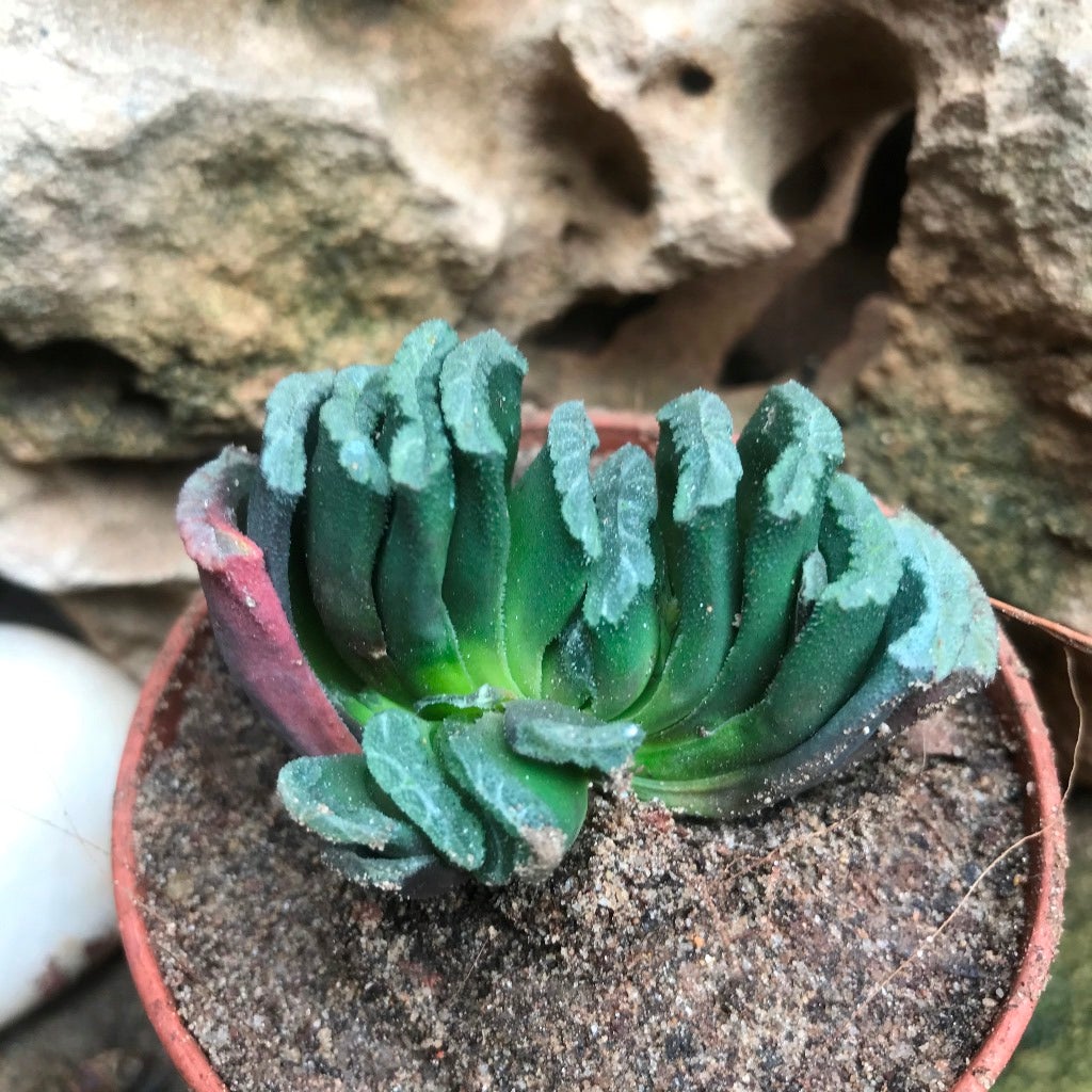 Haworthia Truncata