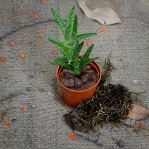 Haworthia Squarrosa