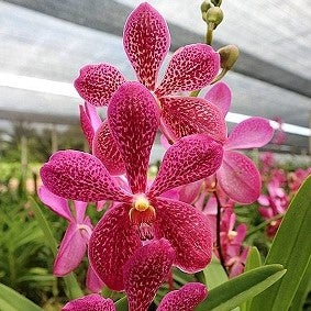 Aranda Hearthroab Garnet