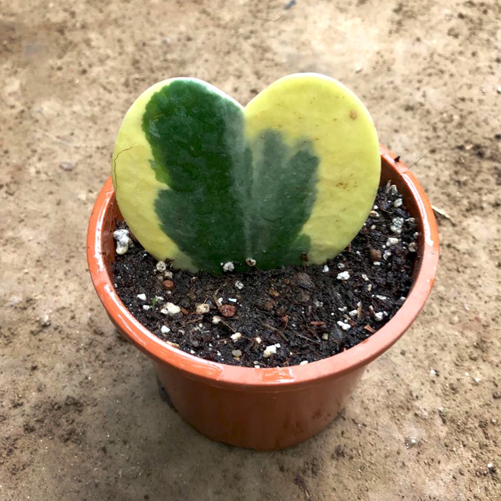 Hoya Kerrii 'Variegata'