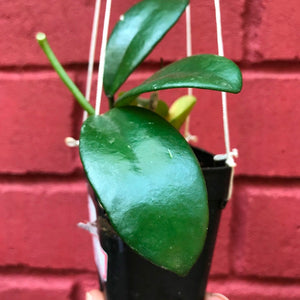 Hoya Diversifolia Crassipes