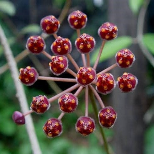 Hoya Pubicalyx Red Buttons - Gabbar Farms