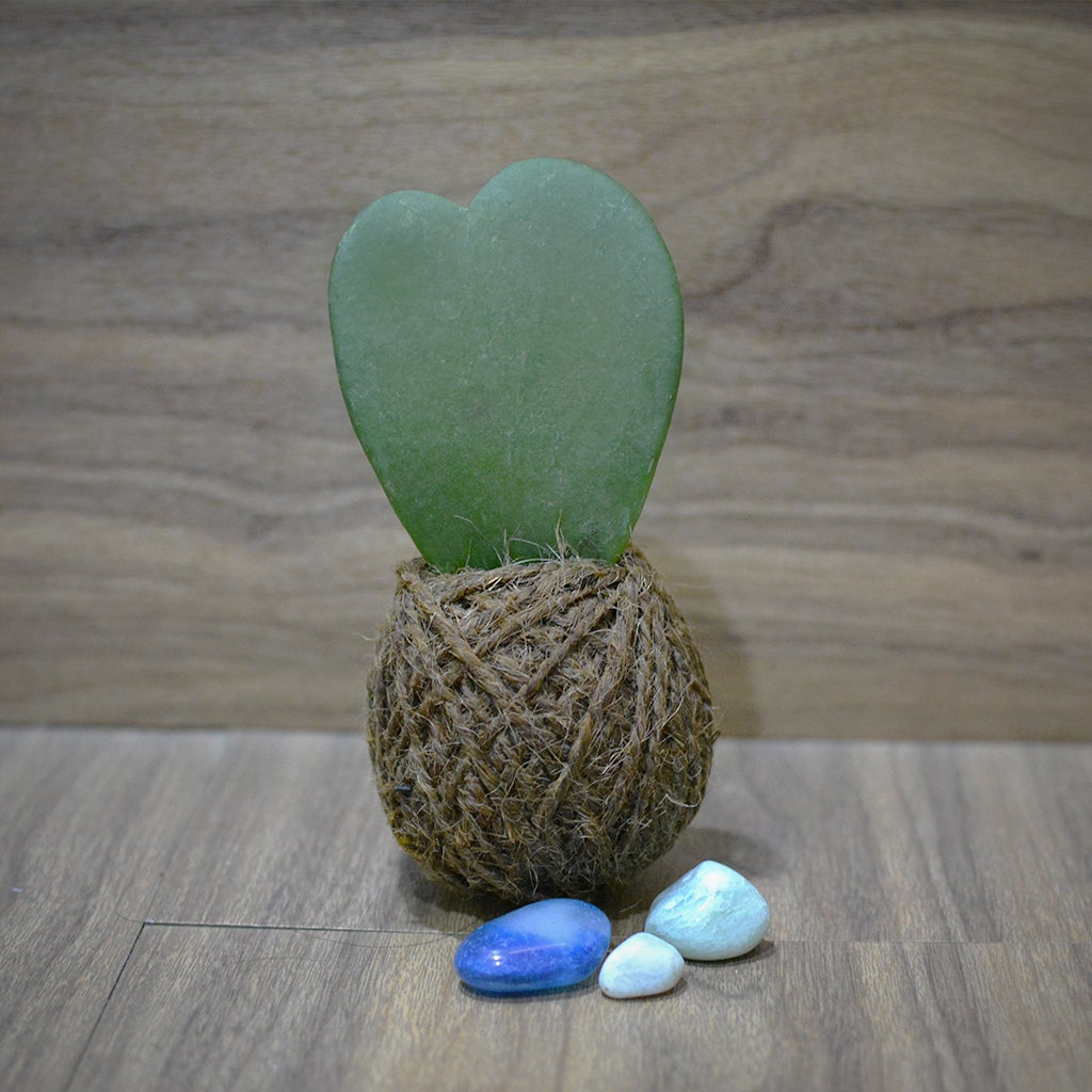 Kokedama Moss Ball - Hoya Keri