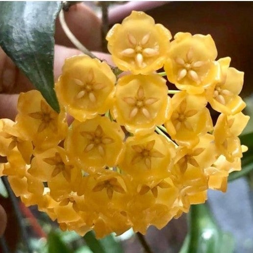 Hoya Blasherneazii - Gabbar Farms