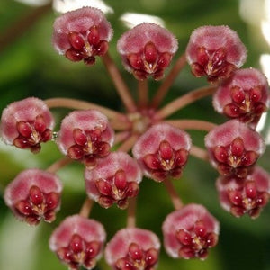 Hoya affinis halophila