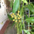Hoya tsangii (odetteae)