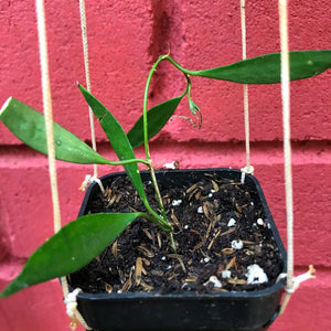Hoya tsangii (odetteae)