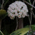 Hoya Verticillata Albomarginata
