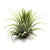 Tillandsia Ionantha Air Plant