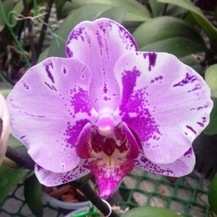 Phalaenopsis-j2028