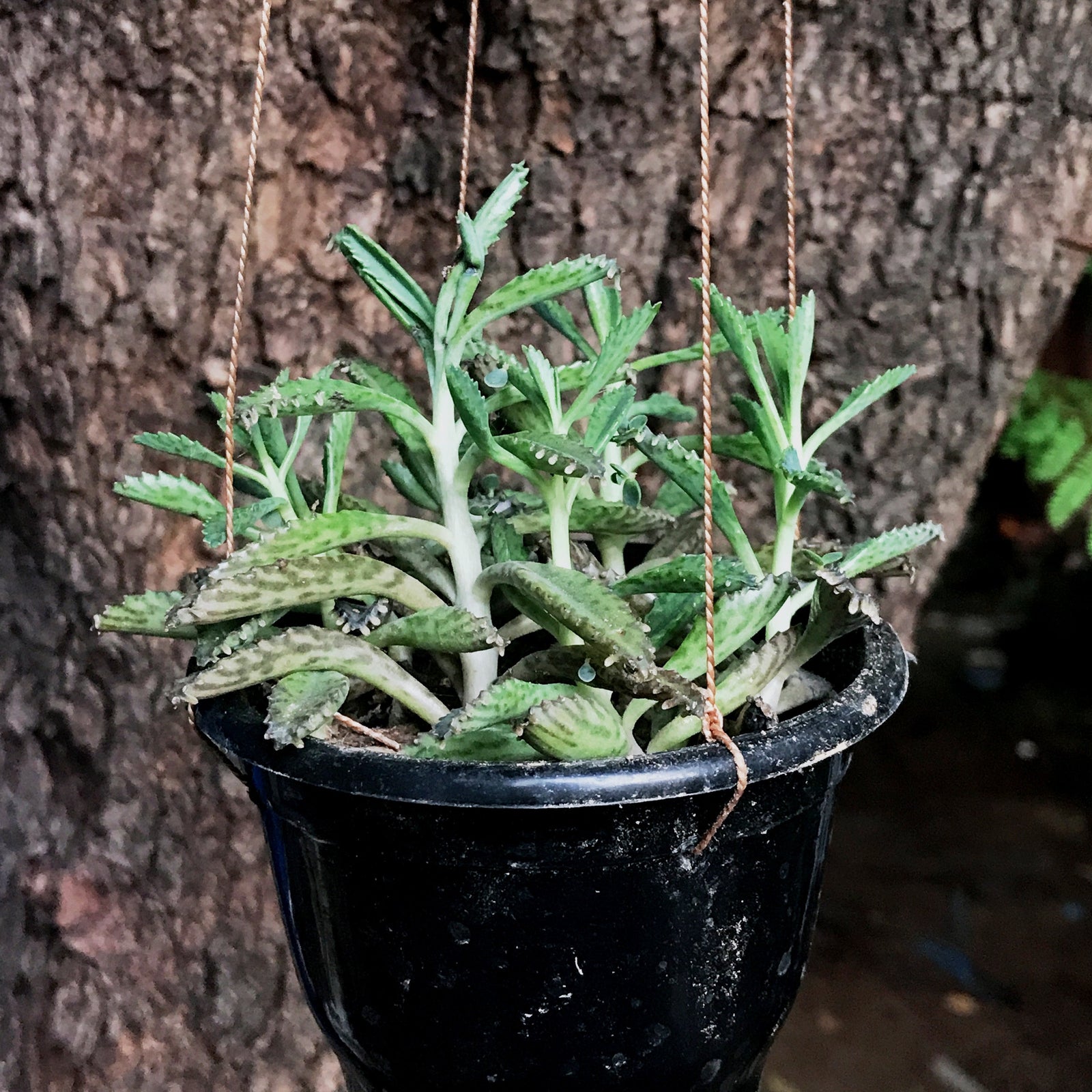 Kalanchoe Daigremontiana Plants myBageecha - myBageecha