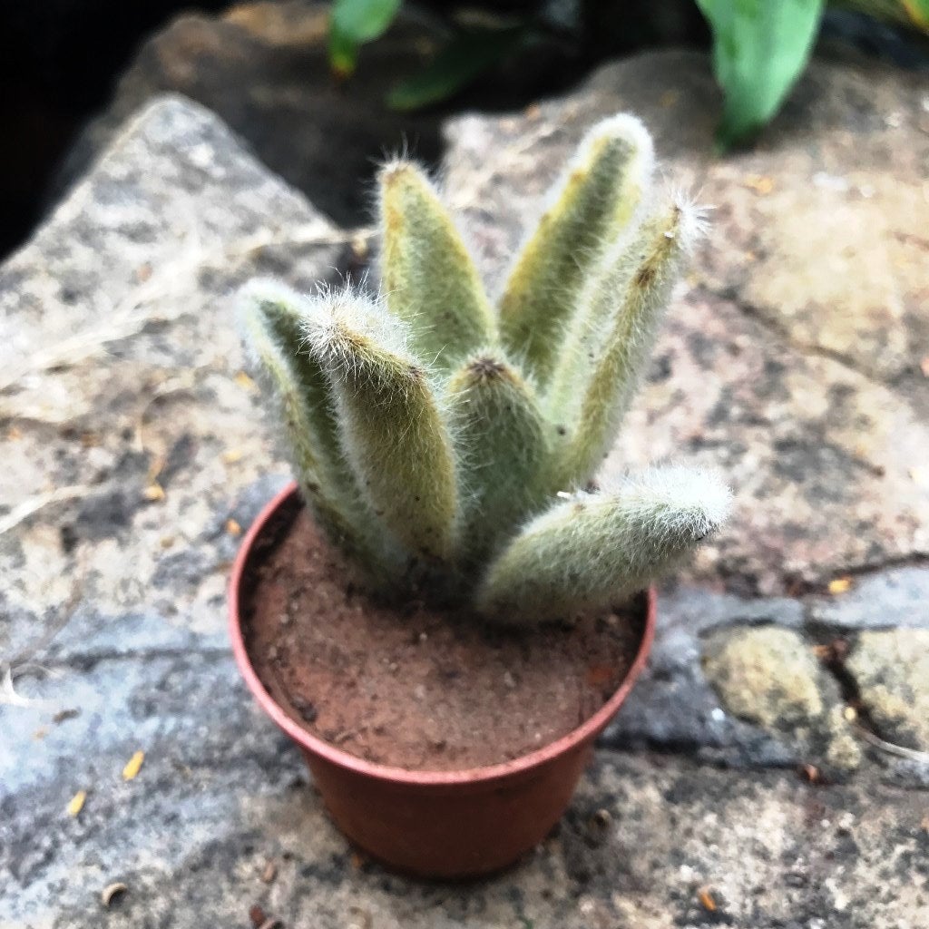 Kalanchoe Eriophylla