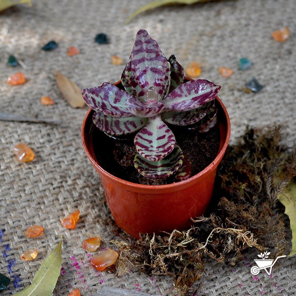 Assorted Set of 4 Colourful Succulent Plants