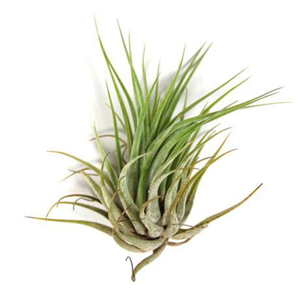 Tillandsia Kolbii Air Plant