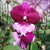 Phalaenopsis-id256
