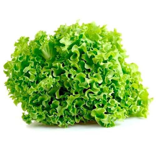 Lettuce Locarno