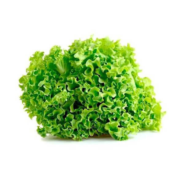 lettucelocarno