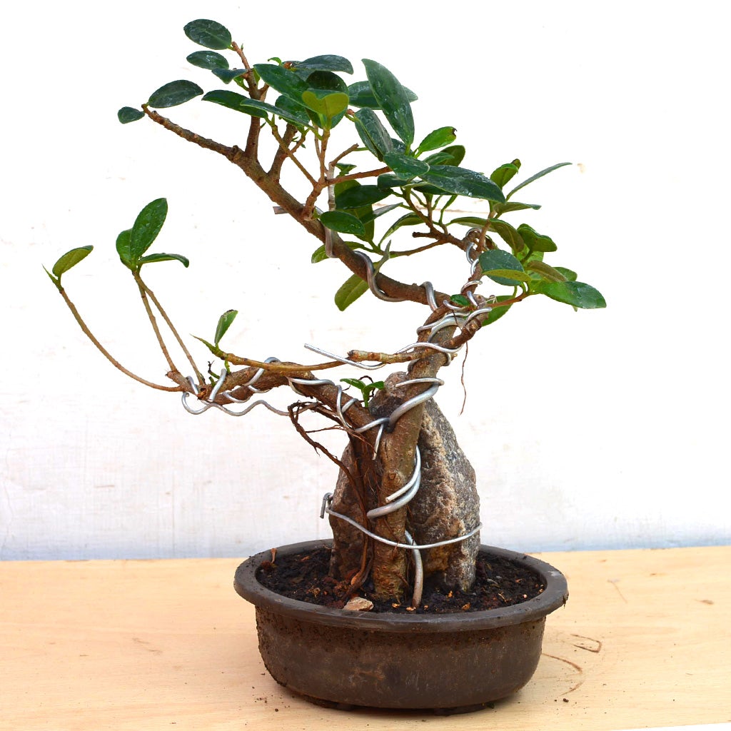 Bonsai Long Island Round with Rock