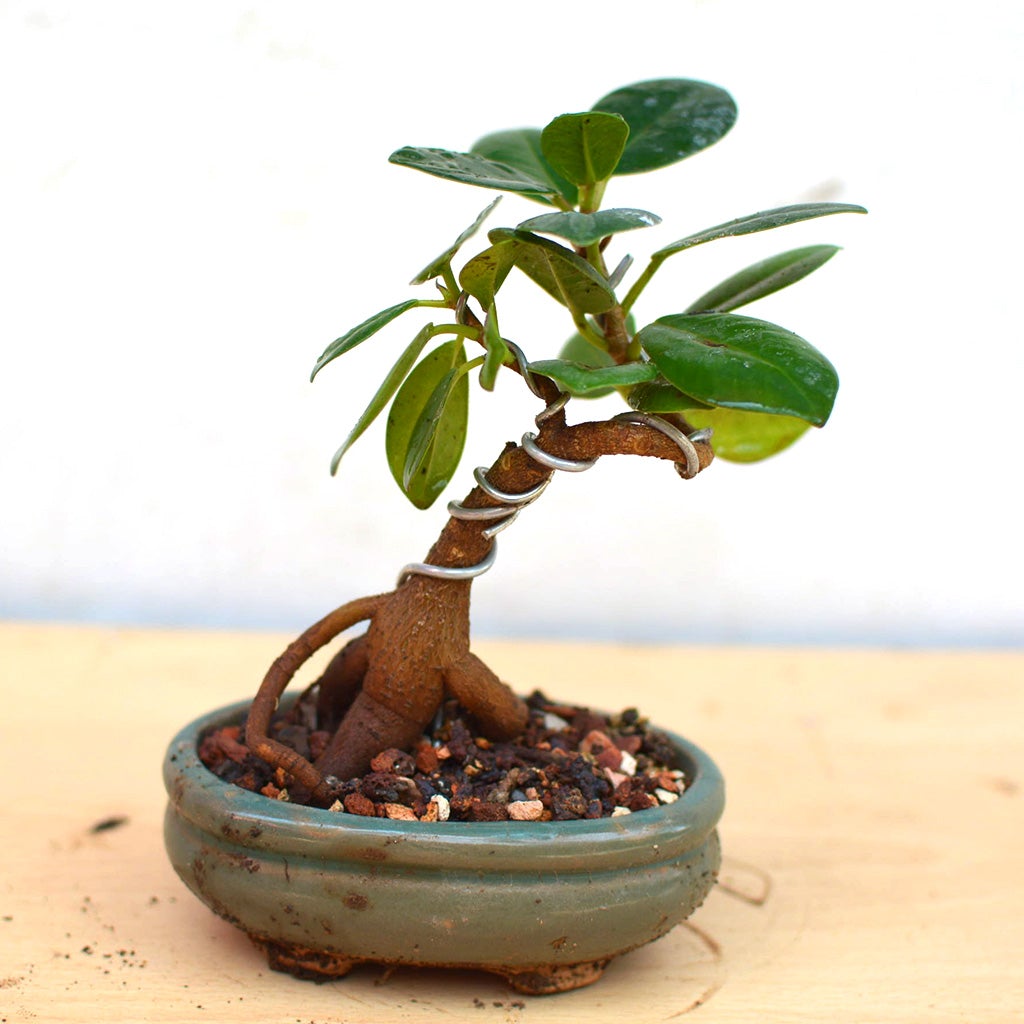 Bonsai Long Island Mame