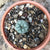 Lophophora Williamsii - Whiskey Cactus