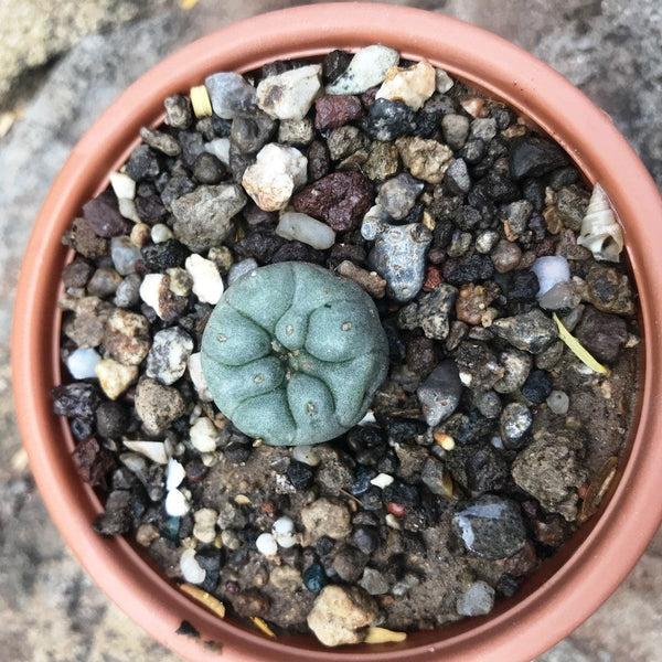 Lophophora Williamsii - Whiskey Cactus - Gabbar Farms
