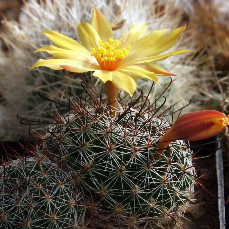 Mammillaria Beneckei