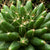 Mammillaria Longimamma - Pineapple Cactus